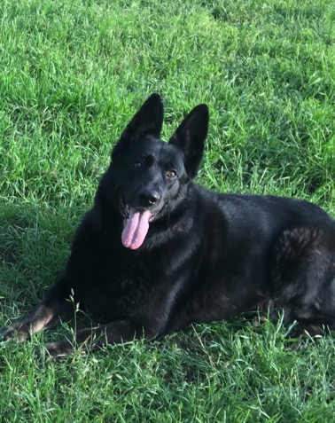 specialized dog training