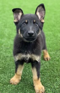 12 weeks old Lago Puppy Training