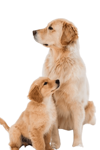private dog training cost