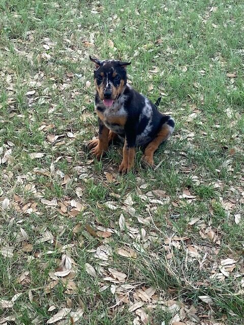 Puppy Training Near Me