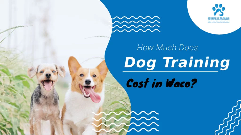 How Much Does The Dog Training Cost in Waco | SpeciesK9