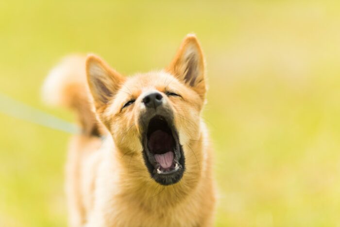 close up photography of dog barking