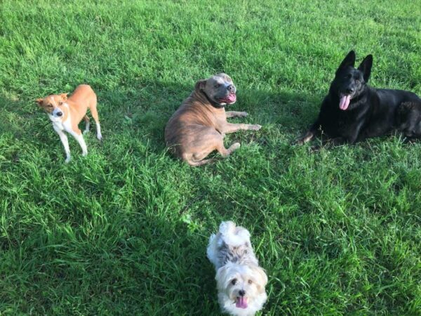 Group Dog Training