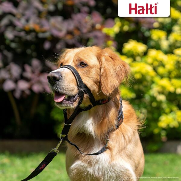 HALTI Headcollar - To Stop Your Dog Pulling on the Leash. Adjustable, Reflective and Lightweight, with Padded Nose Band. Dog Training Anti-Pull Collar for Medium Dogs (Size 3, Black) - Image 5